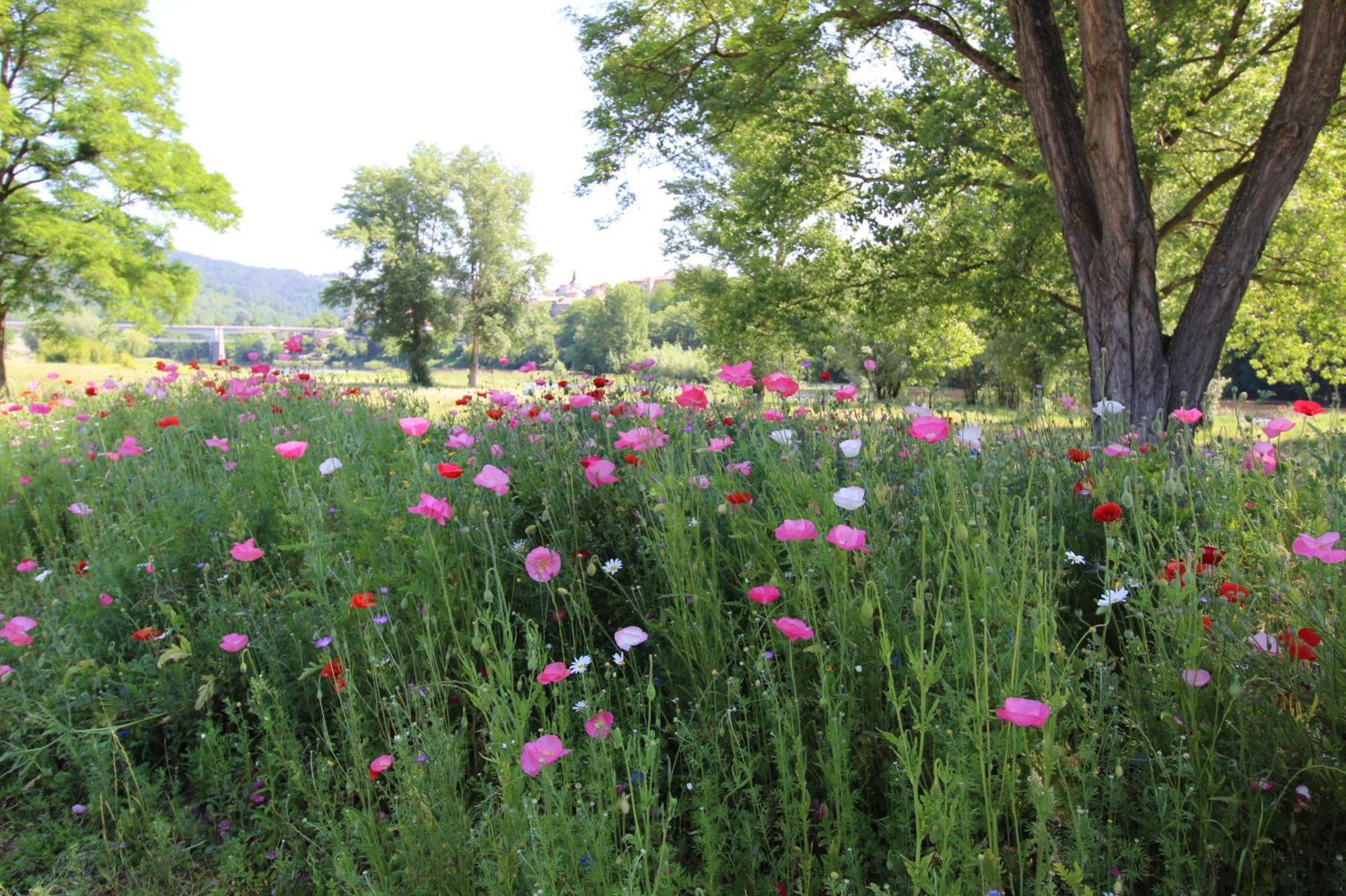 Zenlife Daire Aurec-Sur-Loire Dış mekan fotoğraf